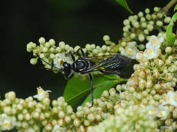 Image of Sphex tinctipennis Cameron 1888