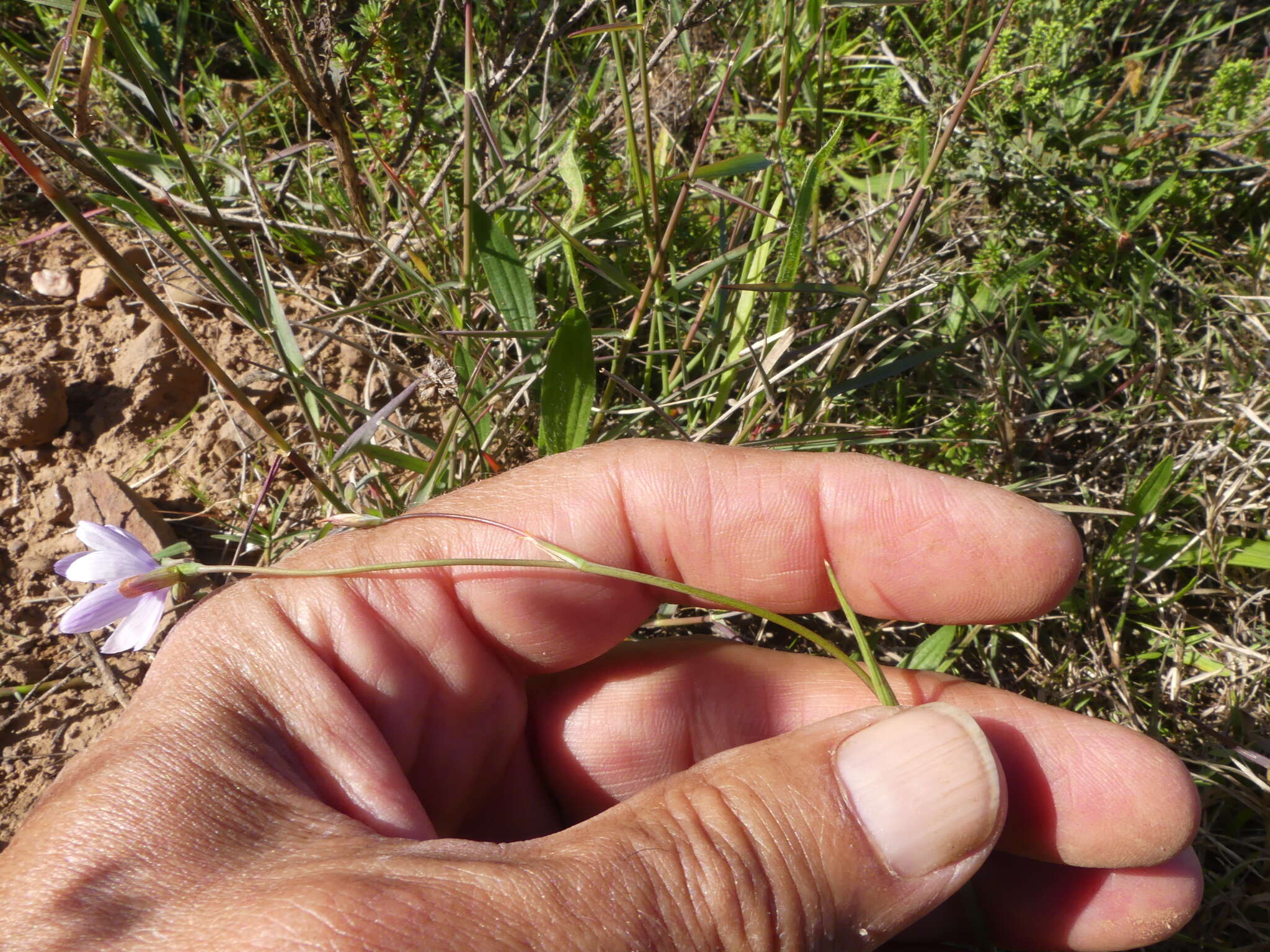 Image of Geissorhiza juncea (Link) A. Dietr.