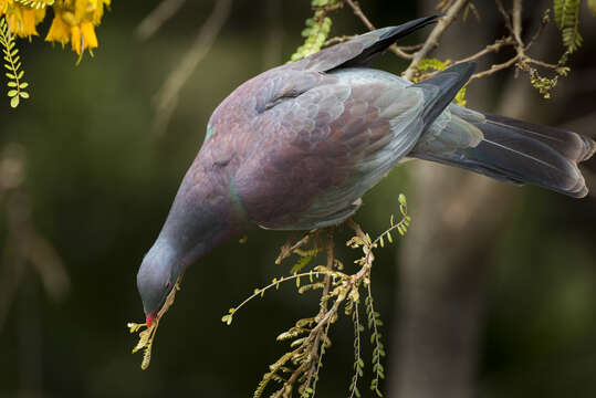 Image of kowhai