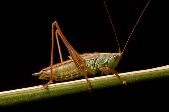 Image of Prairie Meadow Katydid