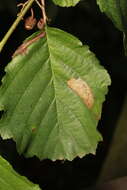 Image of European Alder leafminer