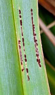 Imagem de Puccinia chathamica McKenzie 2008