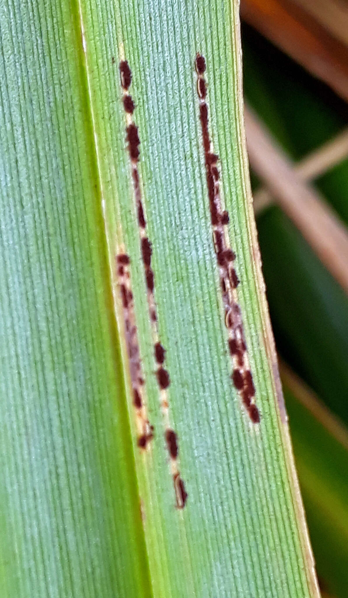 Imagem de Puccinia chathamica McKenzie 2008