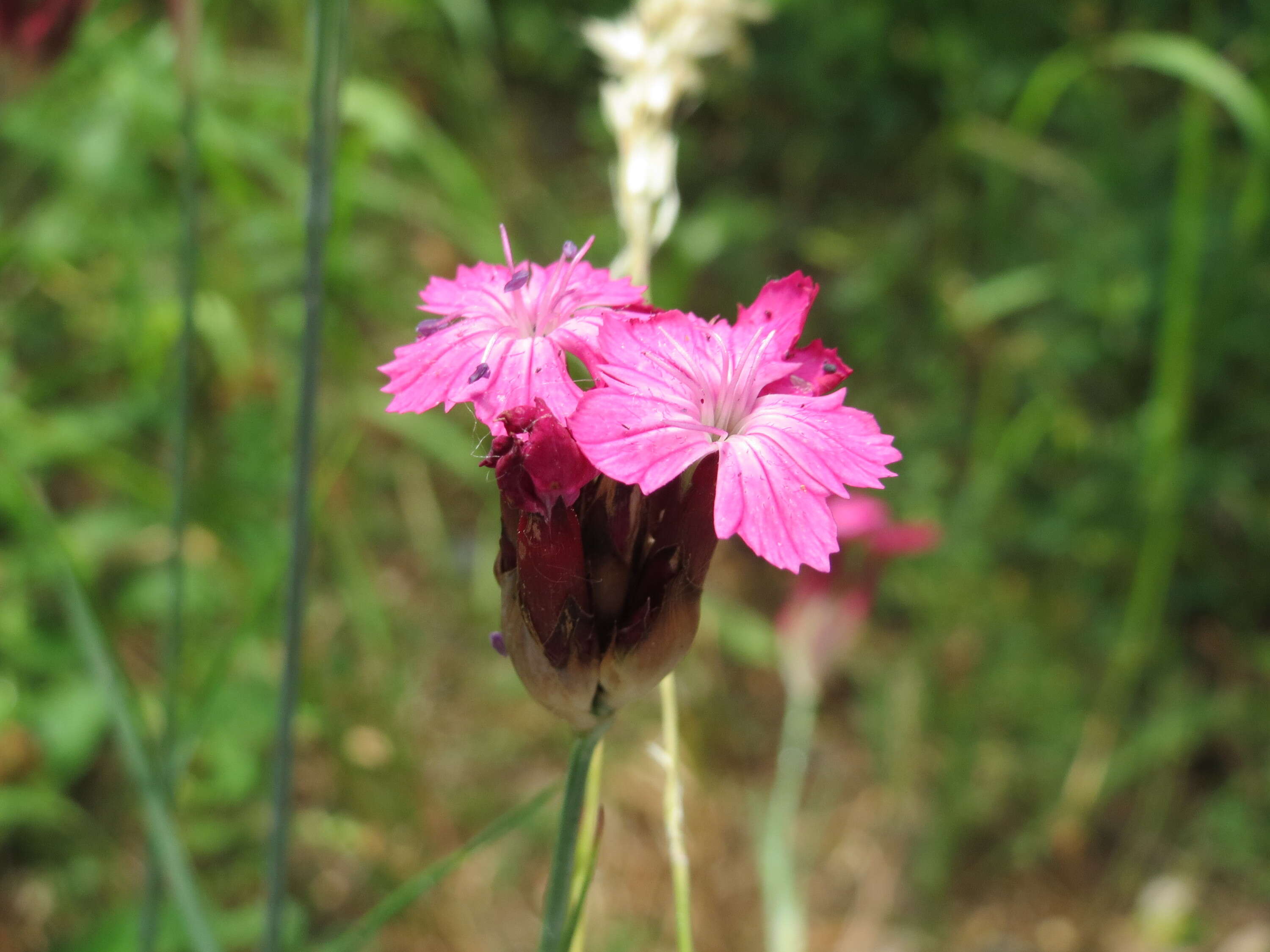 Image of carthusian pink