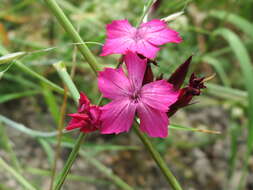 Image of carthusian pink