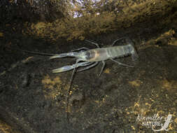 Image of Southern Cave Crayfish