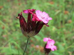 Image of carthusian pink