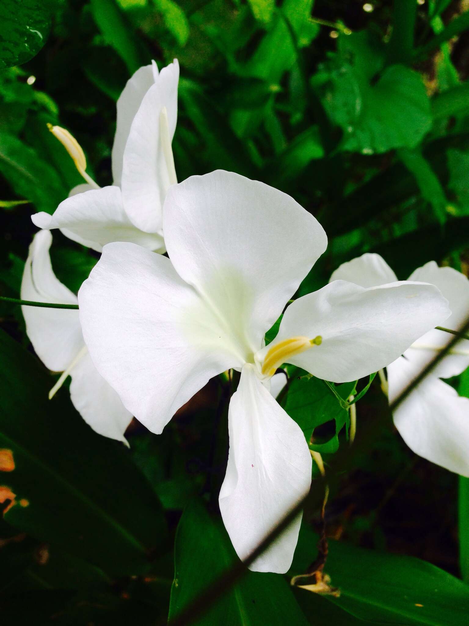 Imagem de Hedychium coronarium J. Koenig