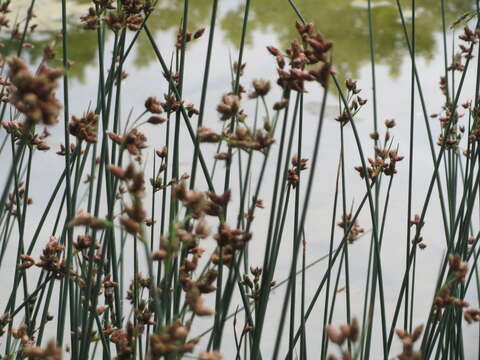 Image of lakeshore bulrush