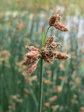 Image of lakeshore bulrush