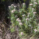 Image of Ozothamnus reticulatus (Labill.) DC.