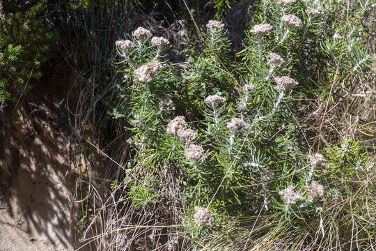 Image de Ozothamnus reticulatus (Labill.) DC.