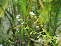 Image of true forget-me-not