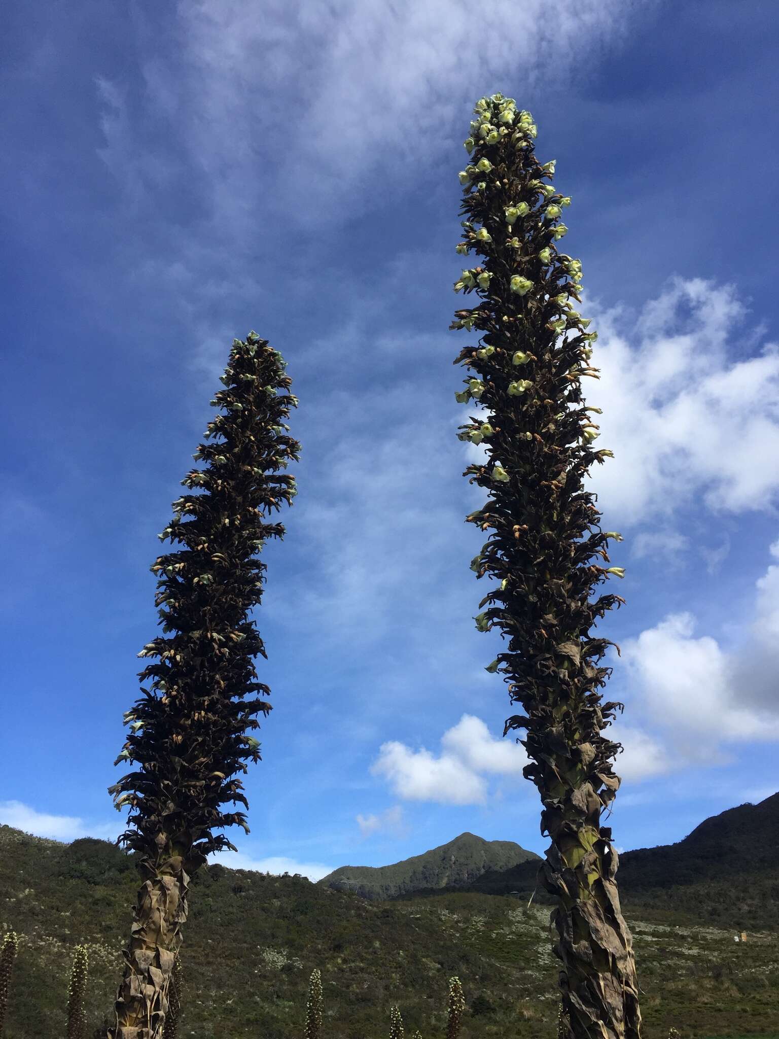 Puya goudotiana Mez的圖片