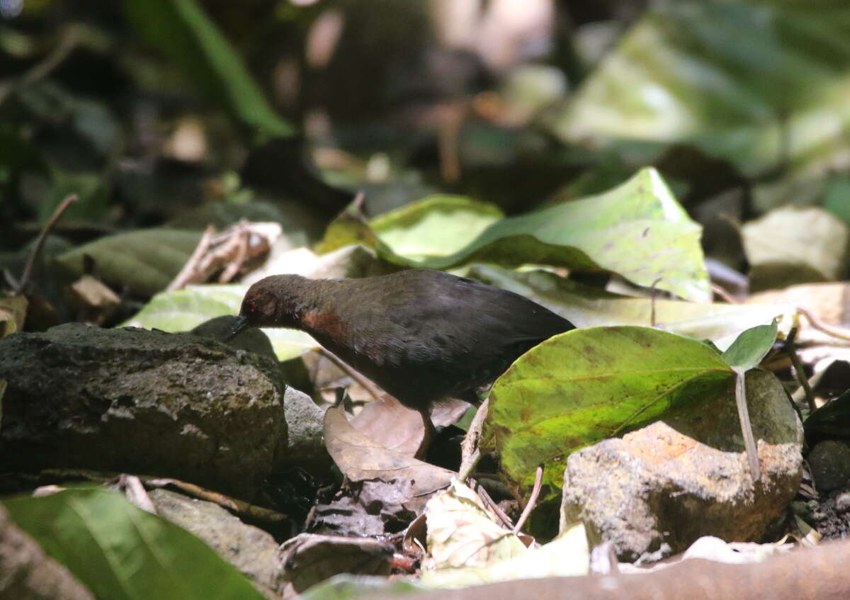 Zapornia fusca (Linnaeus 1766) resmi