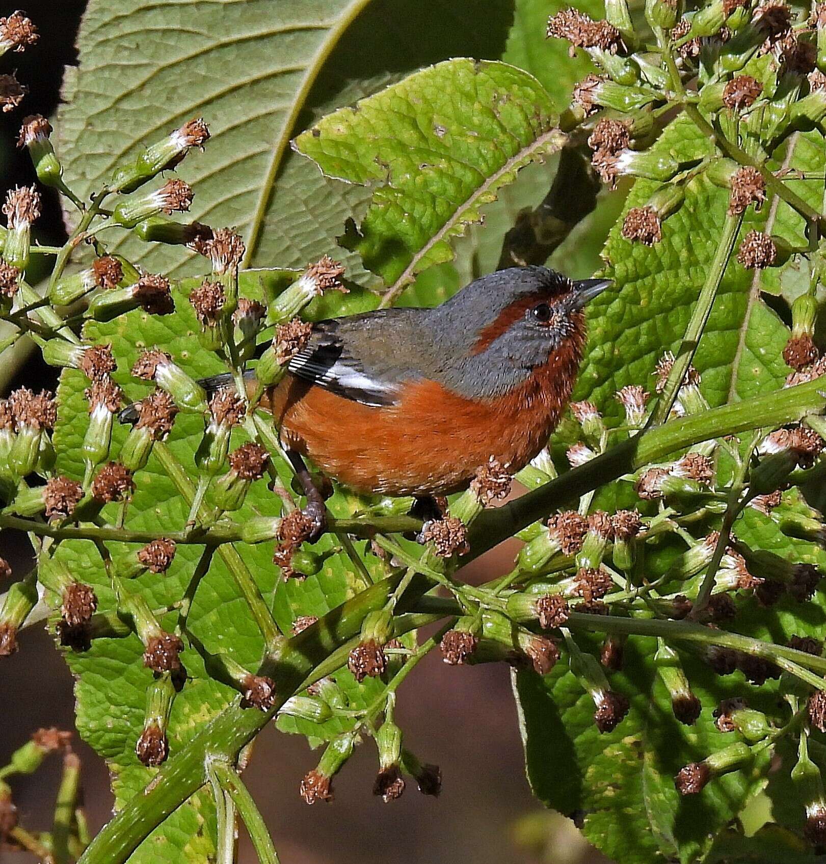 Image of Rusty-browed Warbling Finch