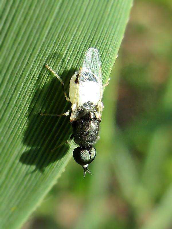 Imagem de Nemotelus pantherinus (Linnaeus 1758)