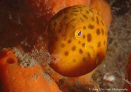 Image of Blue boxfish