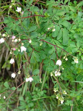 Image of Boenninghausenia albiflora (Hook.) Rchb. ex Meisn.