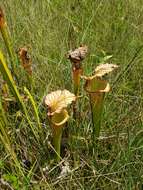 Image of pitcherplant