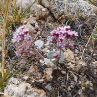 Asclepias nummularia Torr. resmi