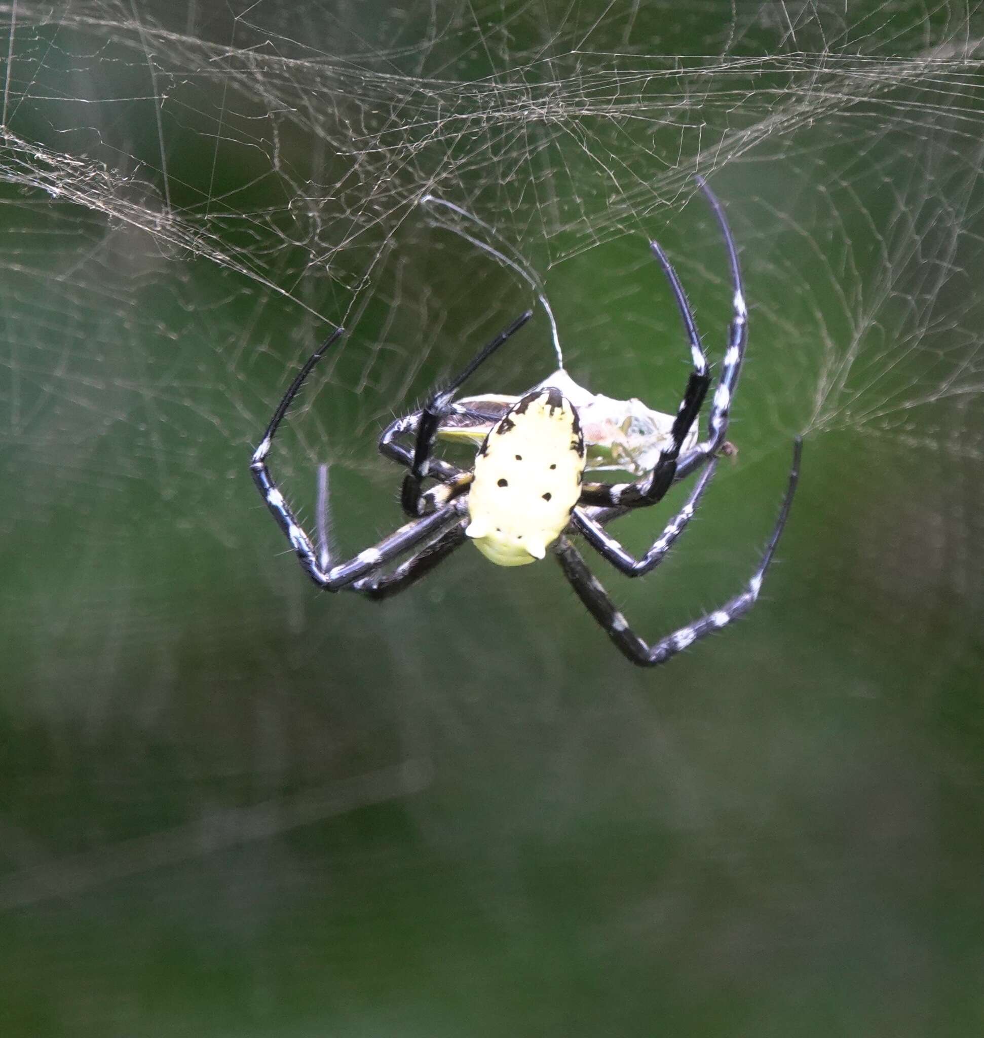 Imagem de Cyrtophora cylindroides (Walckenaer 1841)