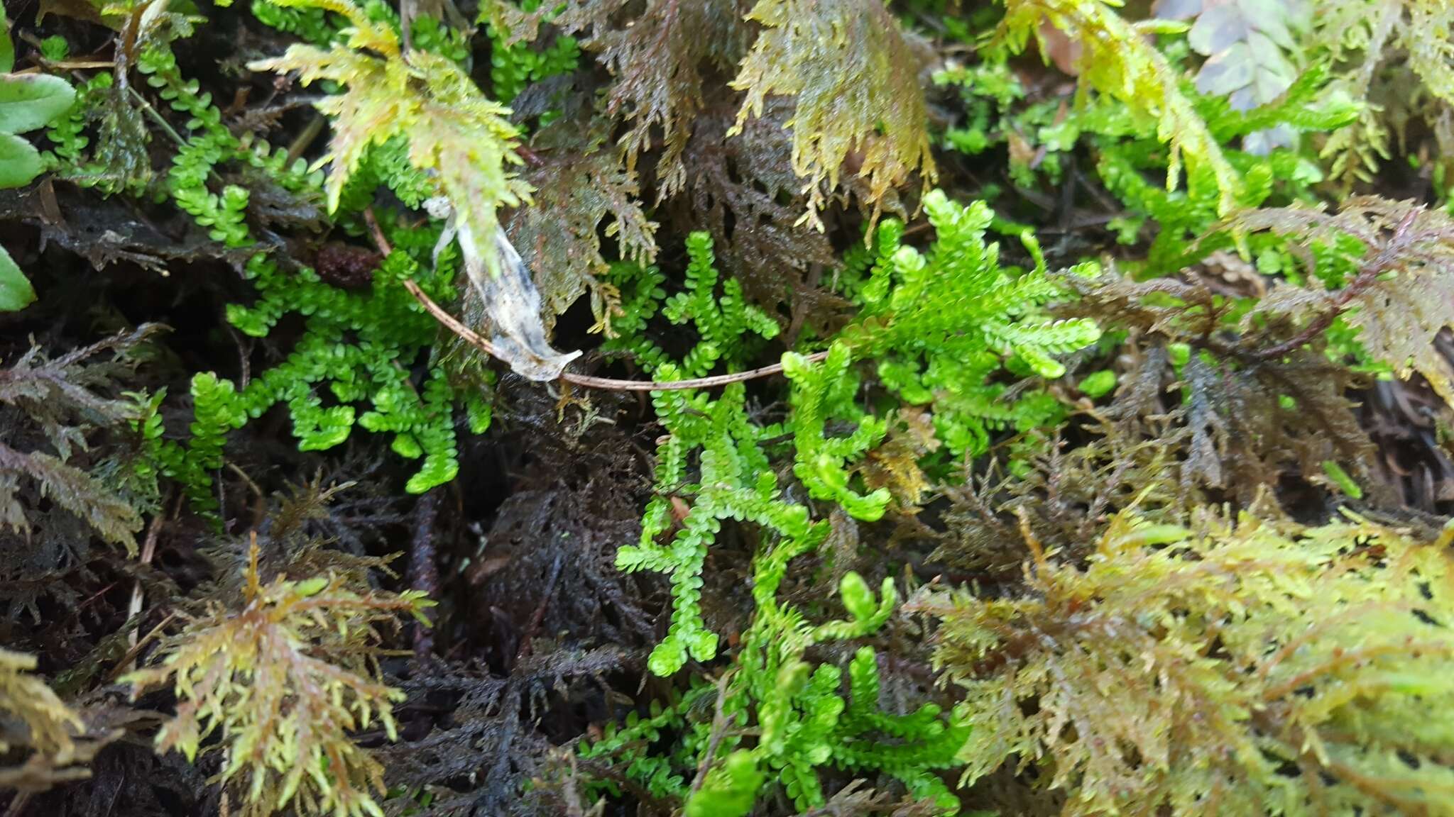 Plancia ëd Selaginella douglasii (Hook. & Grev.) Spring