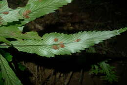 Image of Asplenium vieillardii Mett.