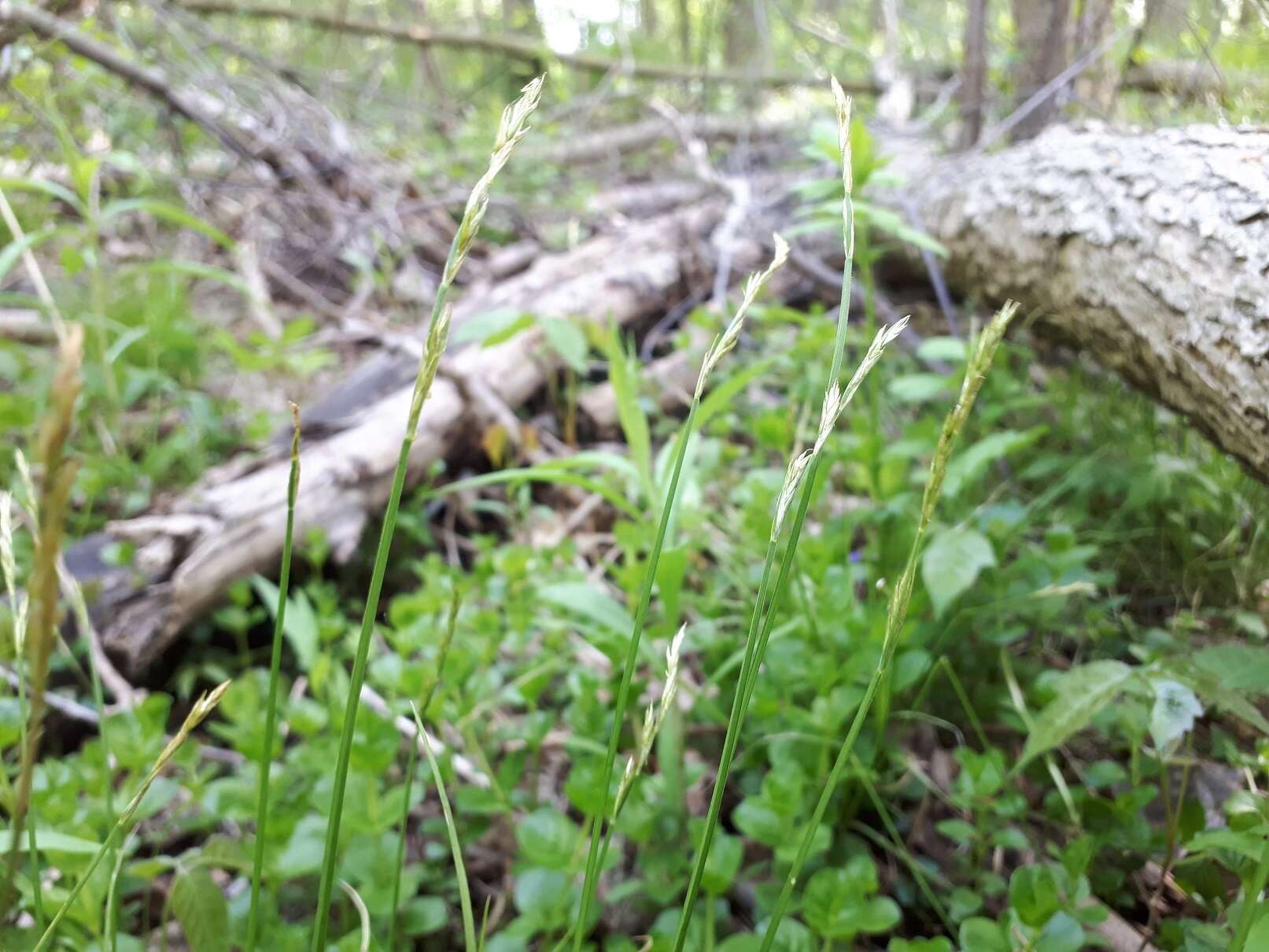 Image of brome-like sedge