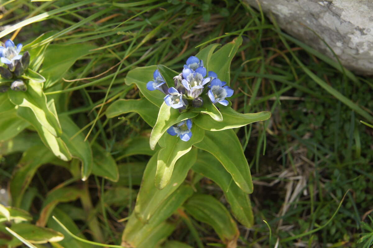 Image of Cross gentian