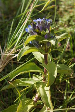 Image of Cross gentian