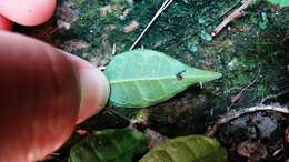 Image of Ficus sarmentosa var. nipponica (Franch. & Savatier) Corner