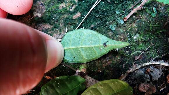 Image of Ficus sarmentosa var. nipponica (Franch. & Savatier) Corner