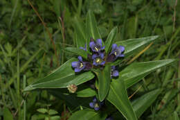 Image of Cross gentian