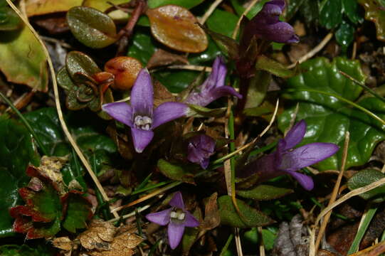 Image of chiltern gentian