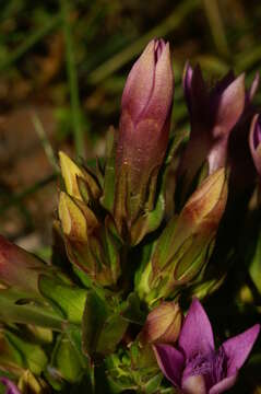 Image of chiltern gentian