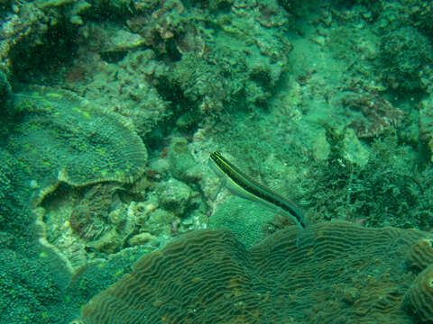 Image of Linear Blenny