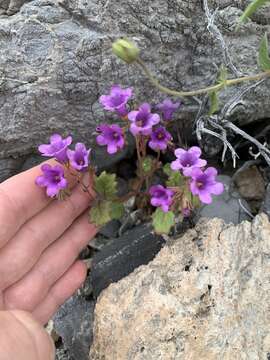 Phacelia pulchella A. Gray resmi