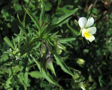 Слика од Viola arvensis Murray