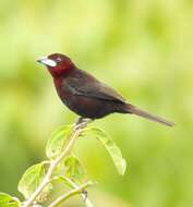 Image of Silver-beaked Tanager