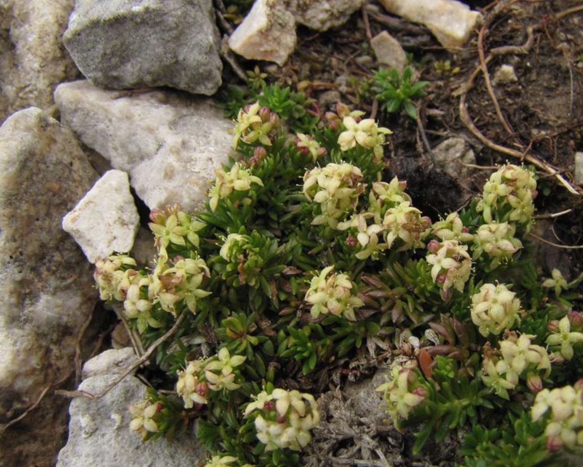 Image of Galium noricum Ehrend.