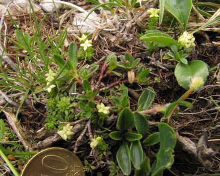 Plancia ëd Galium noricum Ehrend.