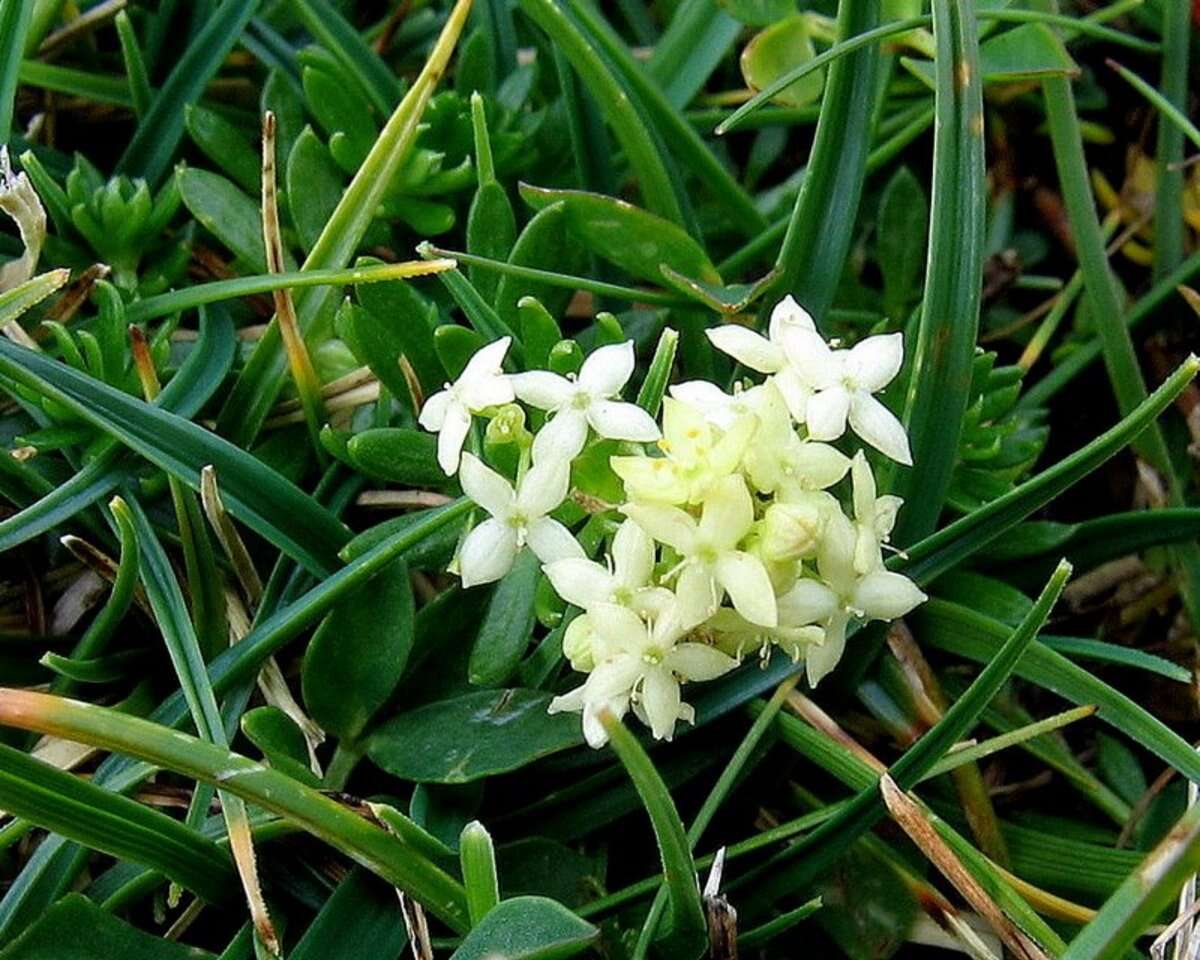 Image of Galium noricum Ehrend.