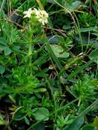 Image of Galium noricum Ehrend.