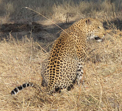 Imagem de Leopardo-africano