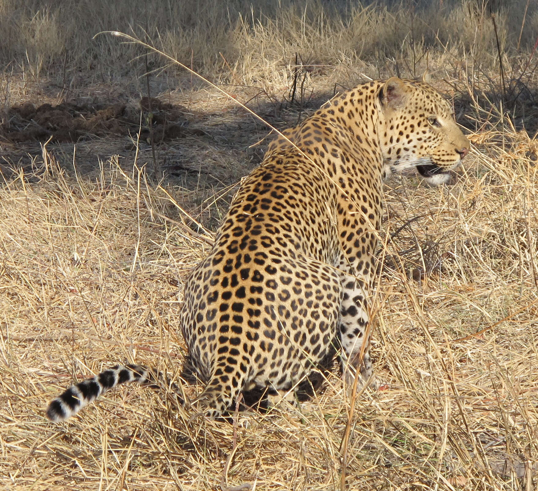 Image of African leopard