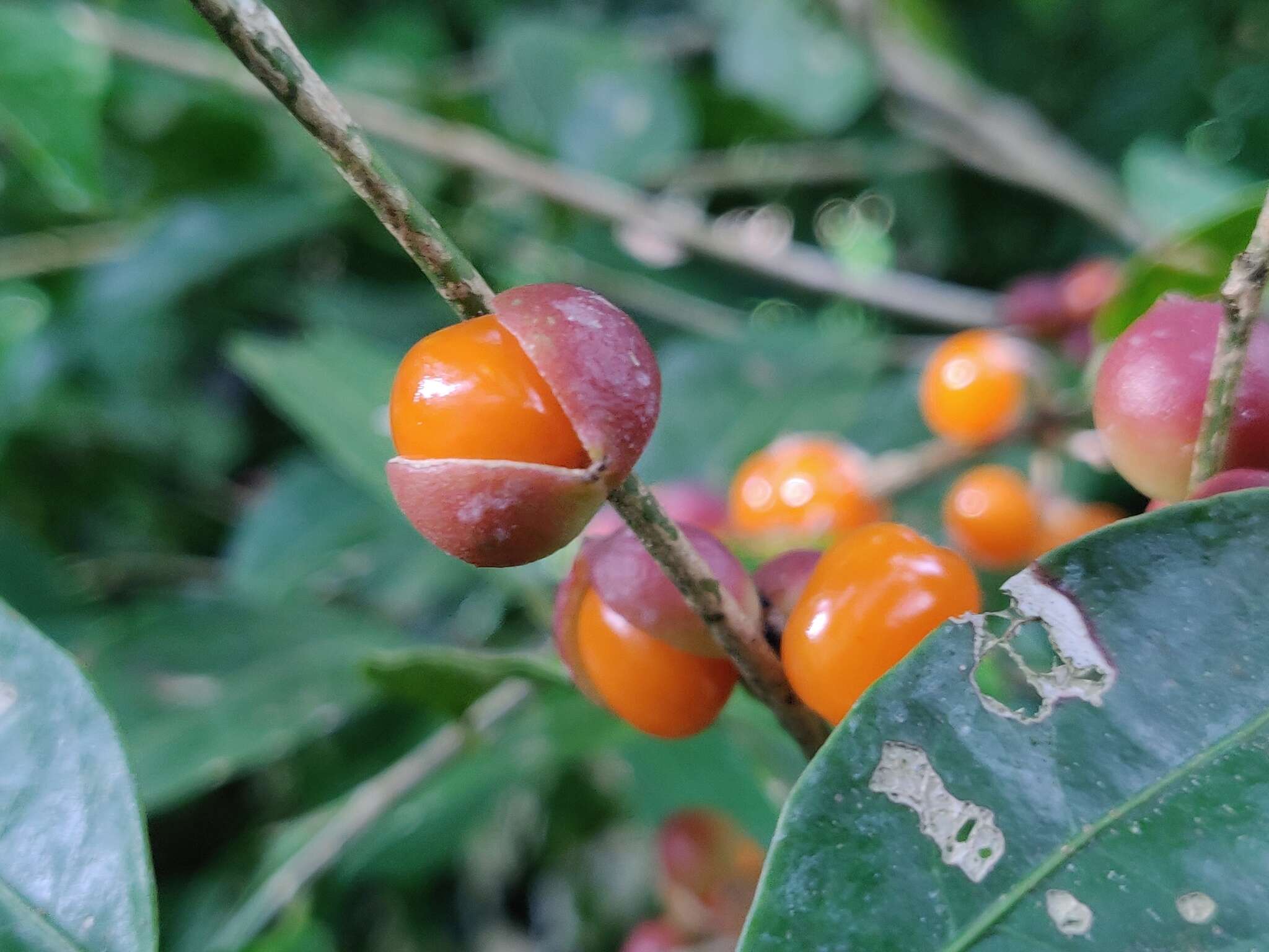 Plancia ëd Aporosa indoacuminata Chakrab. & N. P. Balakr.