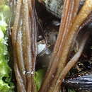 Image of Nemalion vermiculare