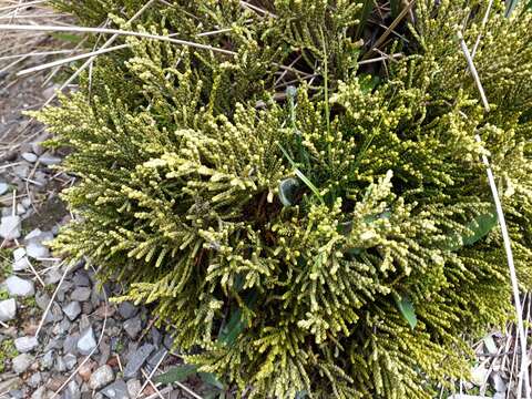 Image of Veronica tetragona subsp. subsimilis (Col.) Garn.-Jones