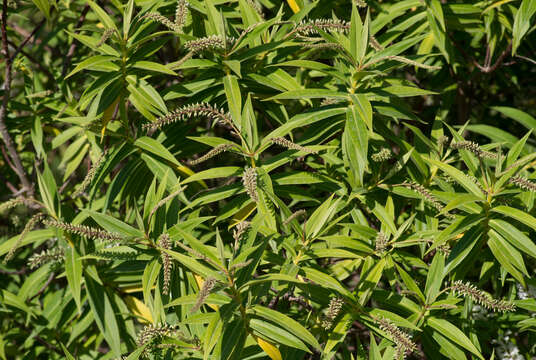 Image of Veronica salicifolia G. Forster